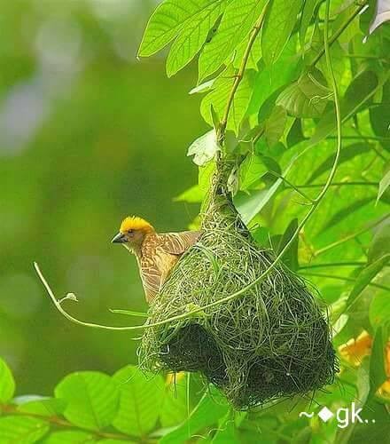 ऋण