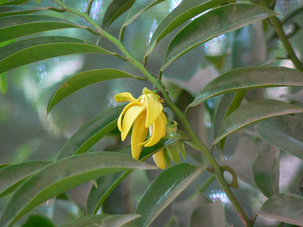 ಬಾಡದ ಸಂಪಿಗೆ