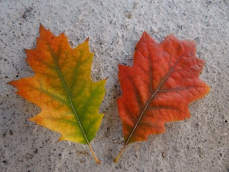 स्वप्नाची गोष्ट