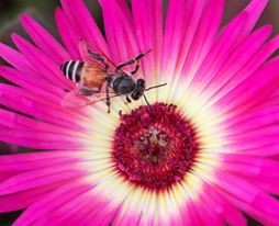 चिरंतन प्रेम