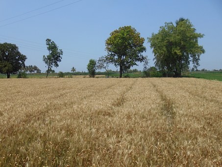 भुईवरचं जिणं