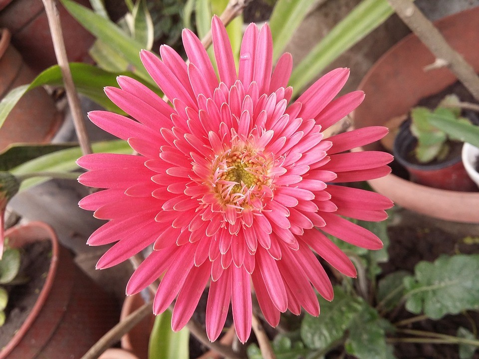 गुलाबी सून