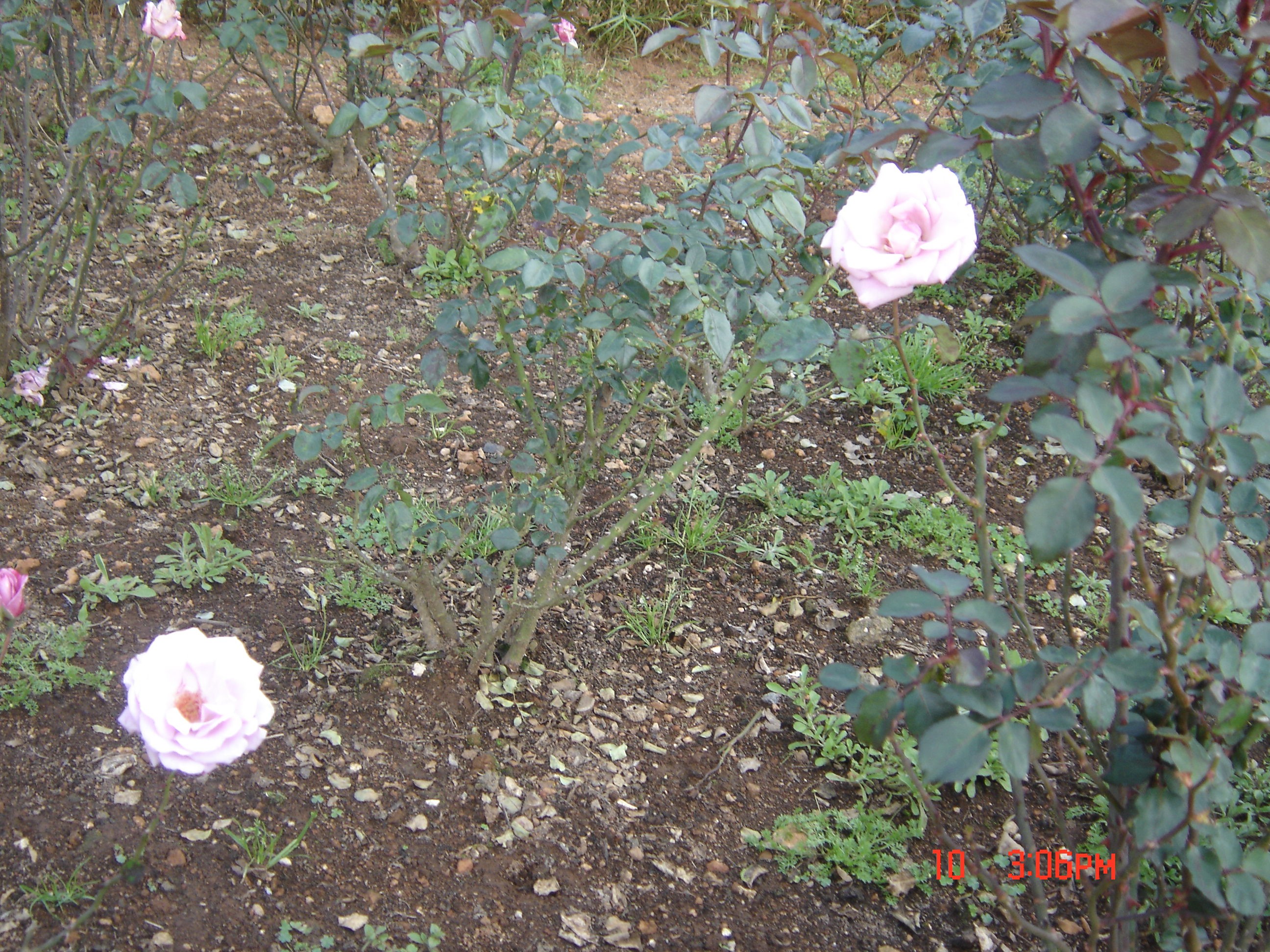 हम दोनों