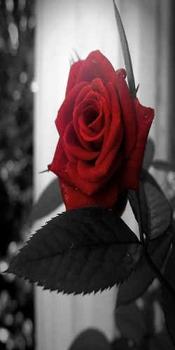 একটা গোলাপের জন্য