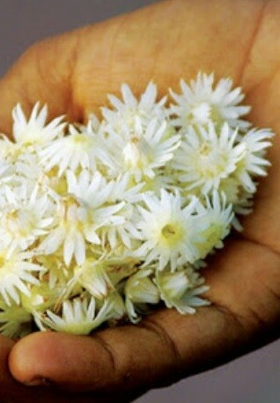 ഇലഞ്ഞിപൂക്കൾ