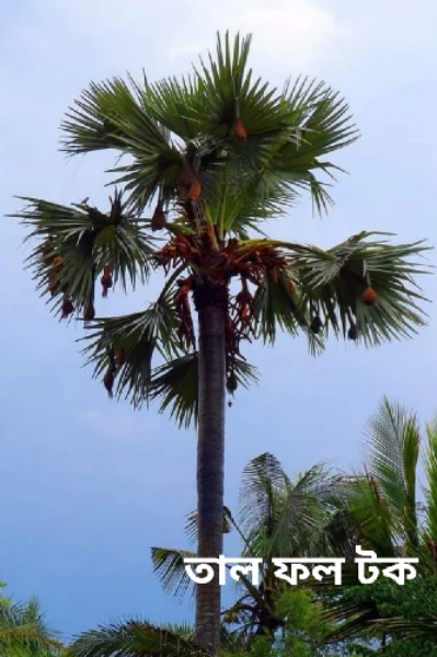 তাল ফল টক  (স্মৃতির পাতা থেকে )