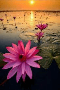 ಕೆಂದಾವರೆ