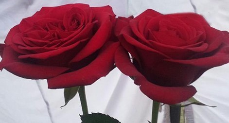 গোলাপের  দিন