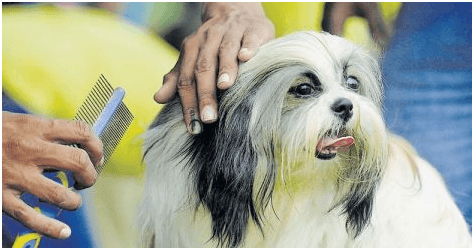 പൊങ്ങച്ചം