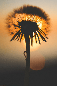 ಉಜ್ಜಯಿನಿ ಪುರವಾಸ ವಿಶ್ವಬಂಧು ಮರುಳಸಿದ್ದ