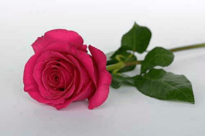 অর্ধাঙ্গিনী