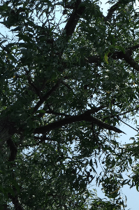 সেদিন চিলেকোঠায়