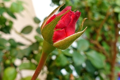 একটি গোলাপের জন্য