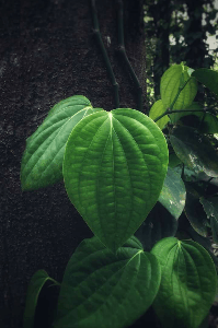 ಕರುಳಿನ ಕೂಗು..