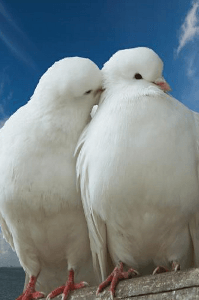 6. ) कविता- आजाद पंछी