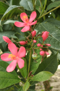 मक्खी रानी
