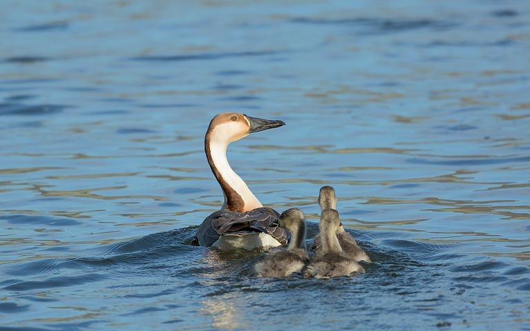 ಅಮ್ಮಾ ( ಅವ್ವ )