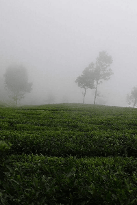 ನನ್ನ ಜೀವ ನೀನು