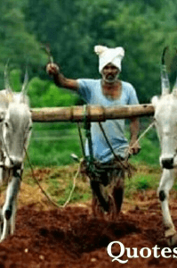 शेतकरी राजा