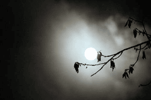 বৃষ্টিভেজা পূর্ণিমা