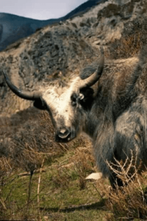 கவரி மான்