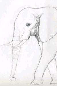 The good elephant