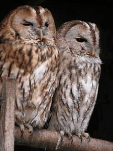 my dear night owl