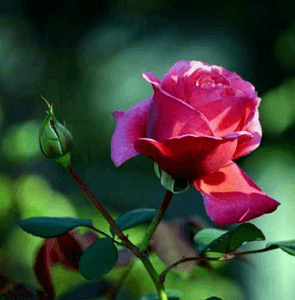 তুই দায়ী