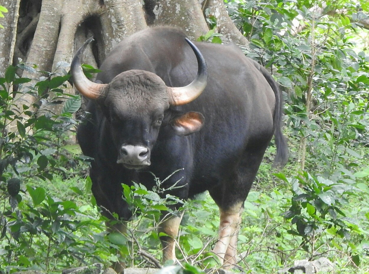 காட்டு எருமை