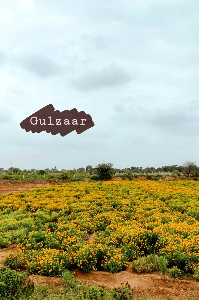 Zindagi Gulzar hai