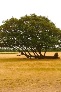 सृष्टि चक्र