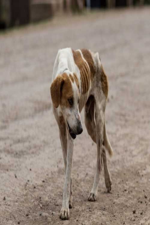 ಒಂದು ನಾಯಿಯ ಕಥೆ