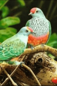কাব্য লেখা