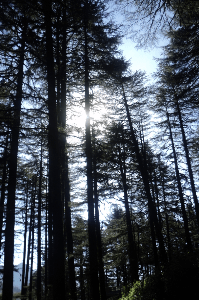 कलेक्टर