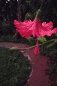 മട്ടുപ്പാവിലെ കുട്ടികുപ്പായം