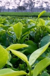 নরখাদক-প্রথম খণ্ড-নরখাদক-প্রথম খণ্ড