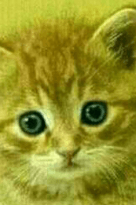 பைத்தியம்