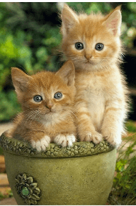 বিড়াল ছানা