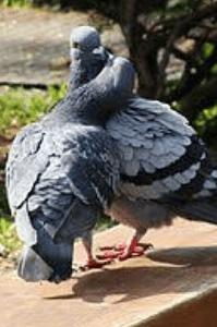 রূপকথা