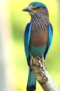 नीलकंठ
