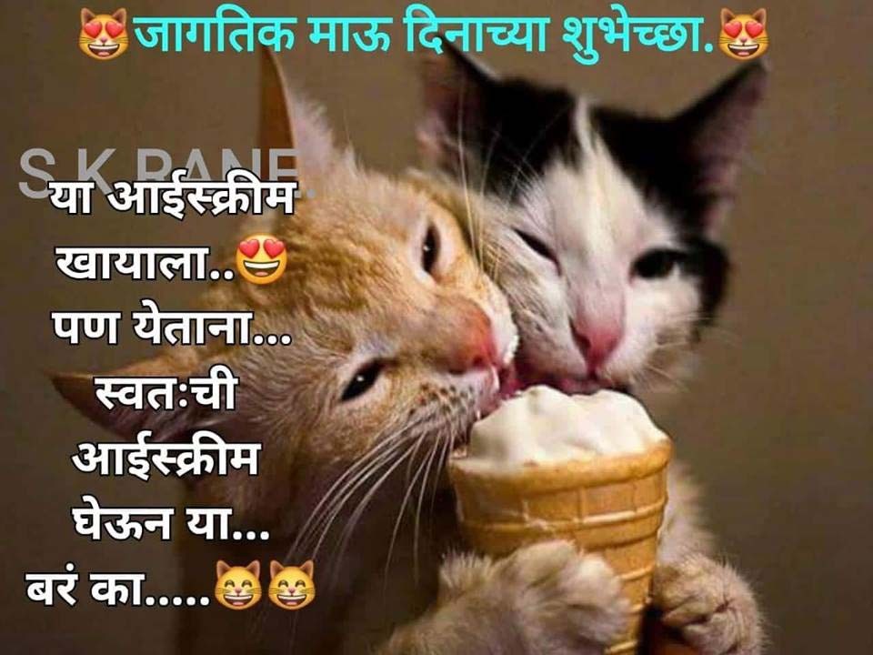 उंदराला मांजर साक्ष