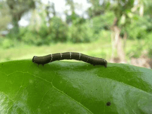 ഹൃദയപൂർവ്വം