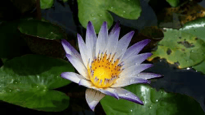 સમાધિ કોને કહેવાય?
