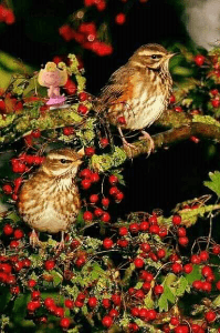 💐એક કહાની, રઝિયા બની રૂપા 💐