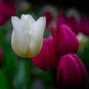 মোদের গরব মোদের আশা.... বাংলা ভাষা