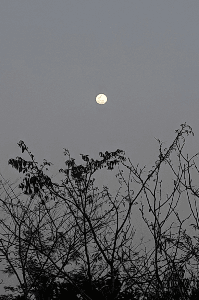 কাল্পনিক কৃষ্ণকলি