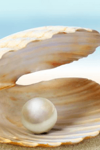 മുത്തുച്ചിപ്പി   2