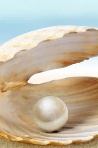 മുത്തുച്ചിപ്പി 7