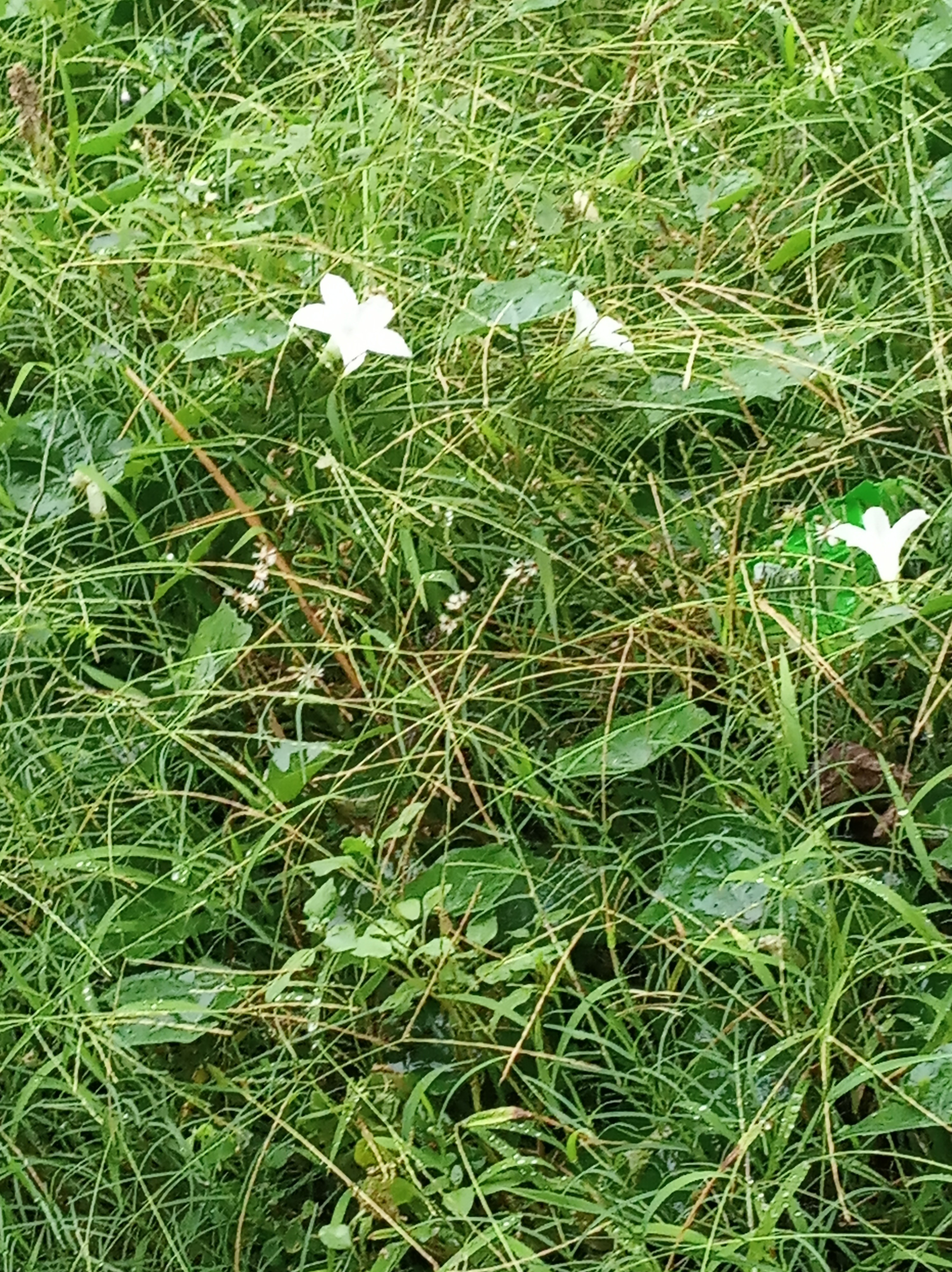 রহস্যের মায়াজাল