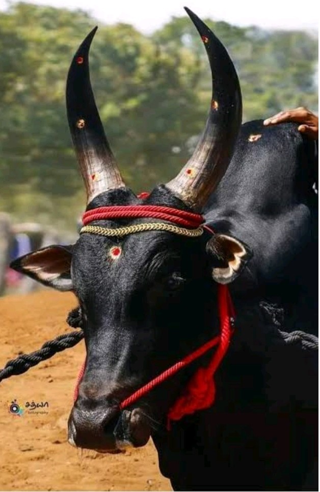 ಅರ್ಥ ಪೂರ್ಣ ಬಸವ ಜಯಂತಿಯ ಆಚರಣೆ